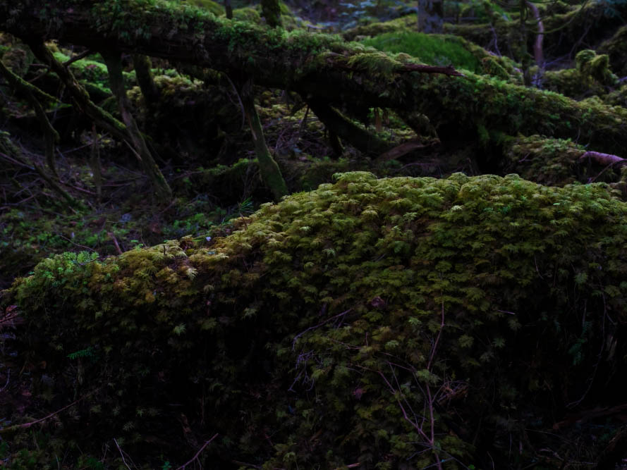 生活中苔藓,苔藓的一生经历了几个阶段