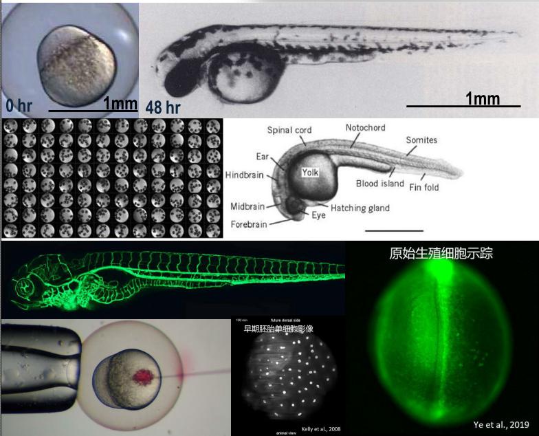 子曰唯小人和女人难养也译文,子曰唯小人与女子难养也什么意思