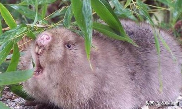 竹鼠未来的前景,竹鼠经济