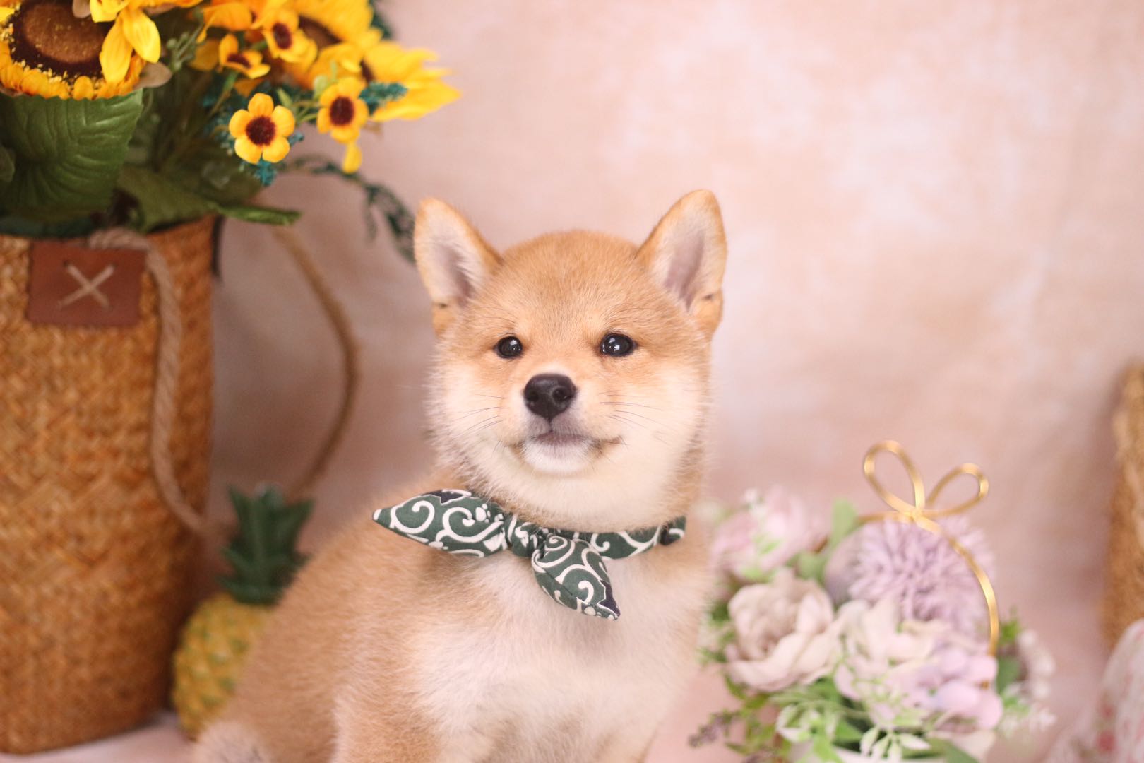 如何训练不听话的幼柴犬,柴犬如何训练听懂人话