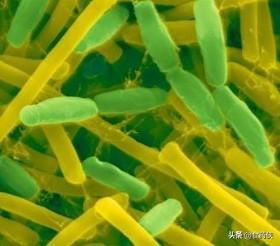 蜂胶在中国的历史记载,蜂胶研究的书籍推荐