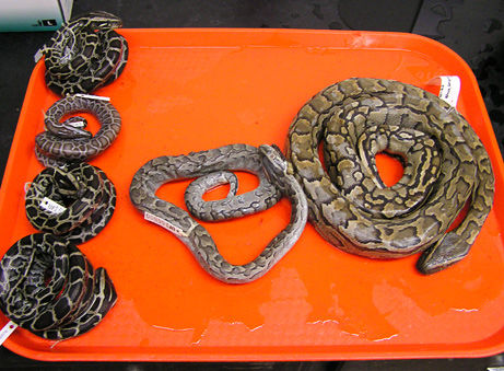 非洲岩蟒是平头哥天敌？平头哥怒啃岩蟒，展示“非洲一哥”的实力