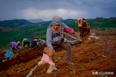 香甜的雪莲果,好吃的雪莲果哪里找