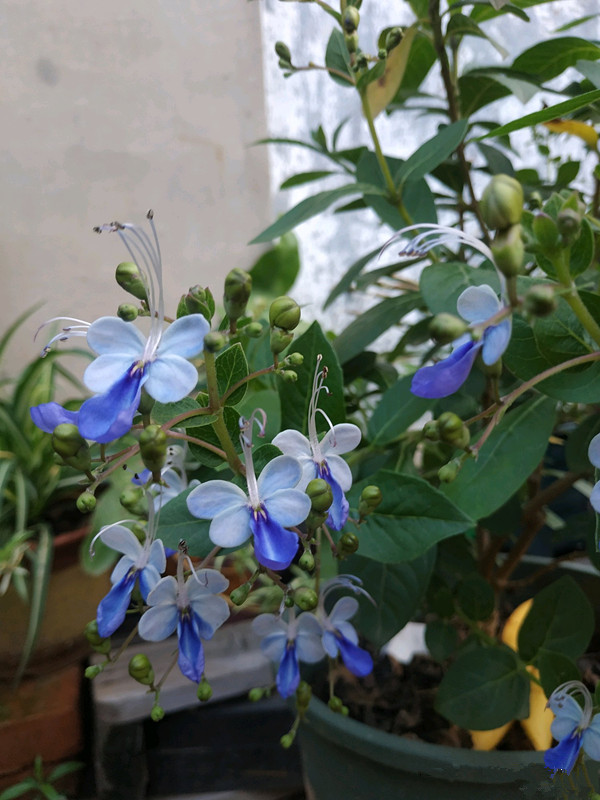 几种很耐热的盆栽花卉，适合夏天养，叶绿花美，花期长，养护简单