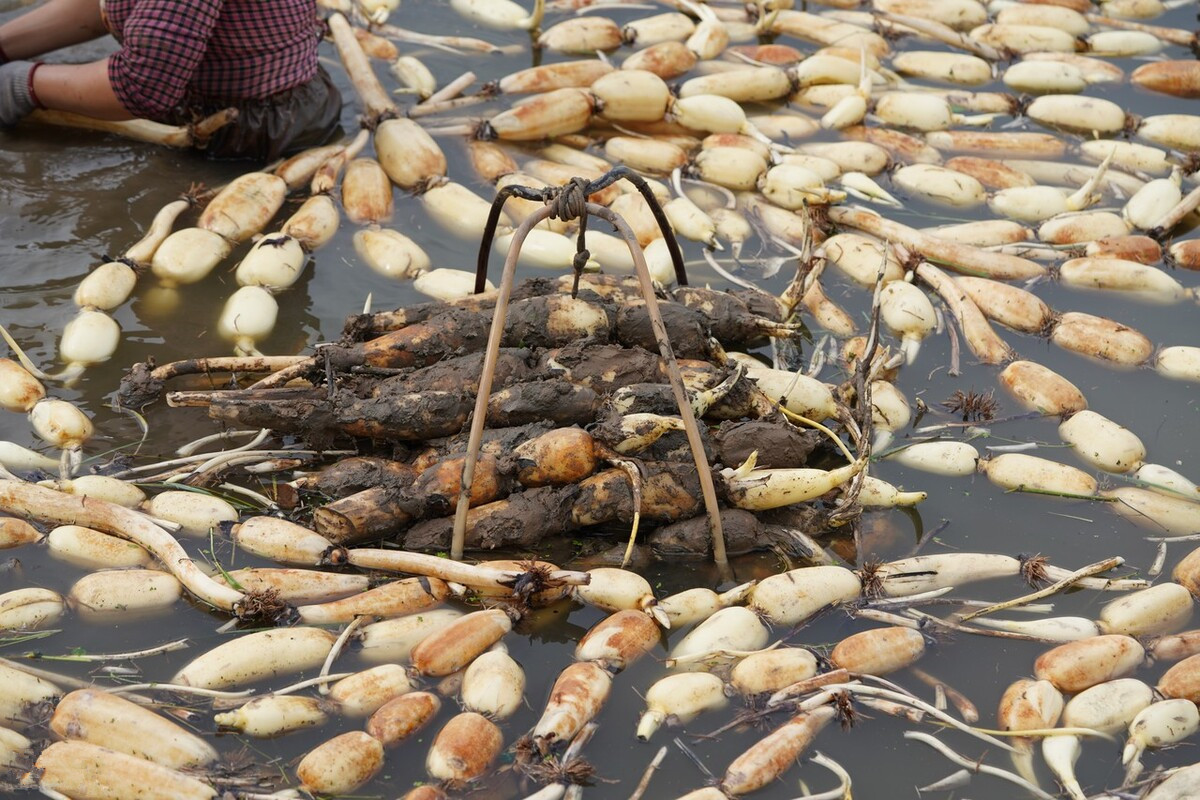 七孔莲藕和九孔莲藕哪种适合煨汤 (莲藕分七孔和九孔各自特点是什么)