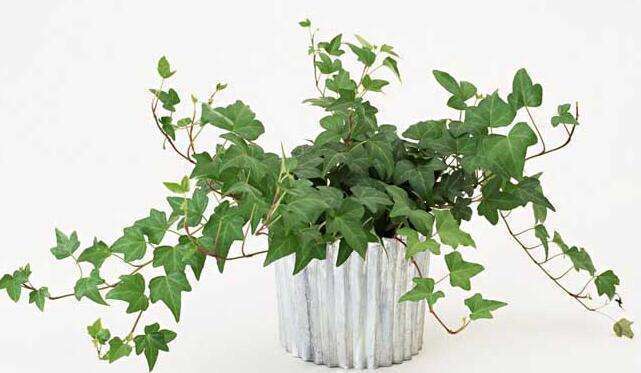 花叶蔓常春藤是四季常绿吗,常春藤如何养得不发黄