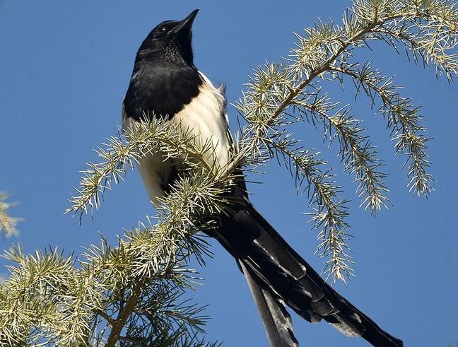 喜鹊窝搭得乱七八糟为何不怕风雪,喜鹊窝建造全过程