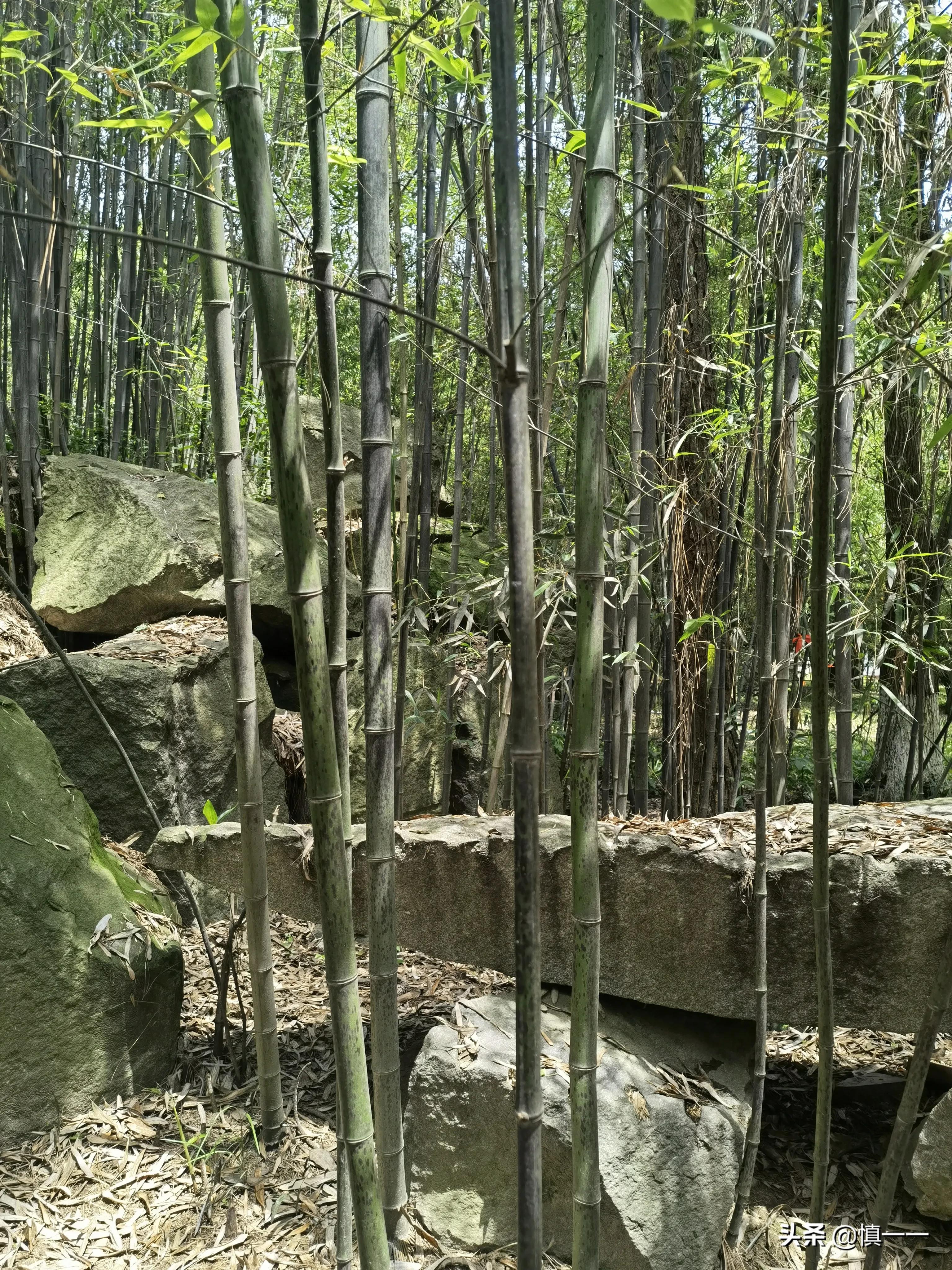 见到传说中的柳毅井传书亭，拜谒湘妃墓、亲眼目睹湘妃竹的真面目