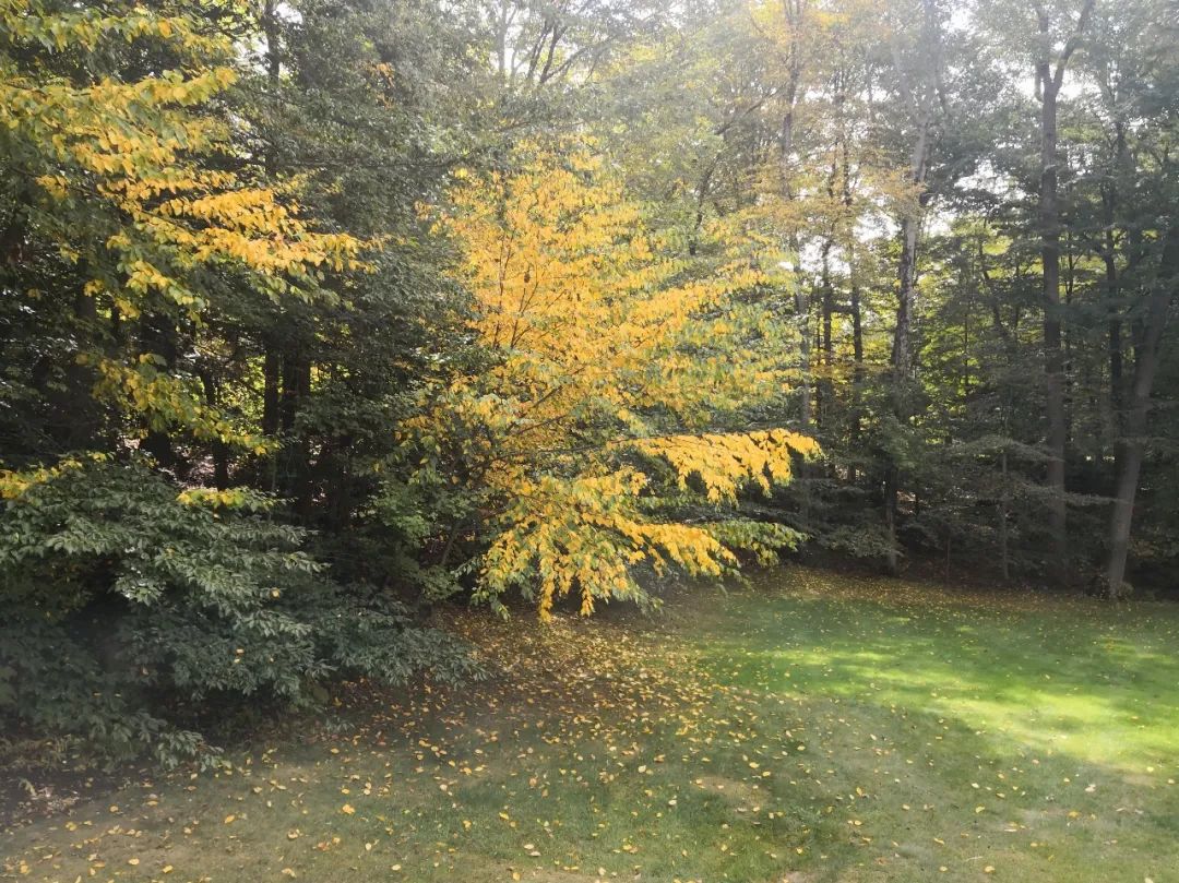 纽约疫情日记蓝蓝,纽约复工记