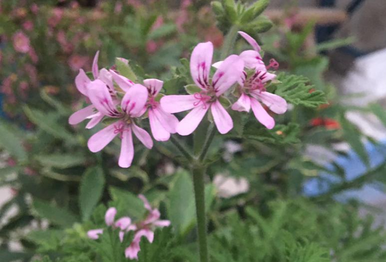 什么植物驱蚊种家里最好,家里养什么植物好驱蚊
