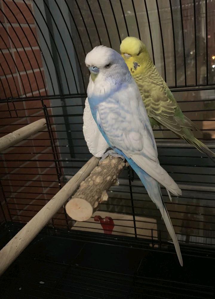 虎皮鹦鹉罕见品种,常见大头虎皮鹦鹉