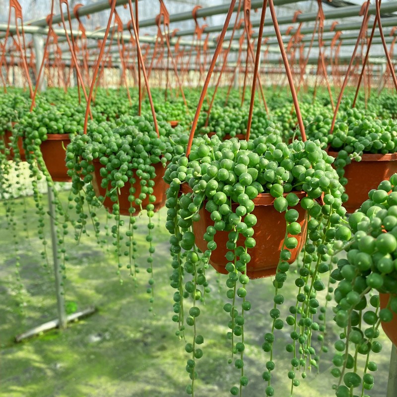 18种寓意好的花,18种花图片大全