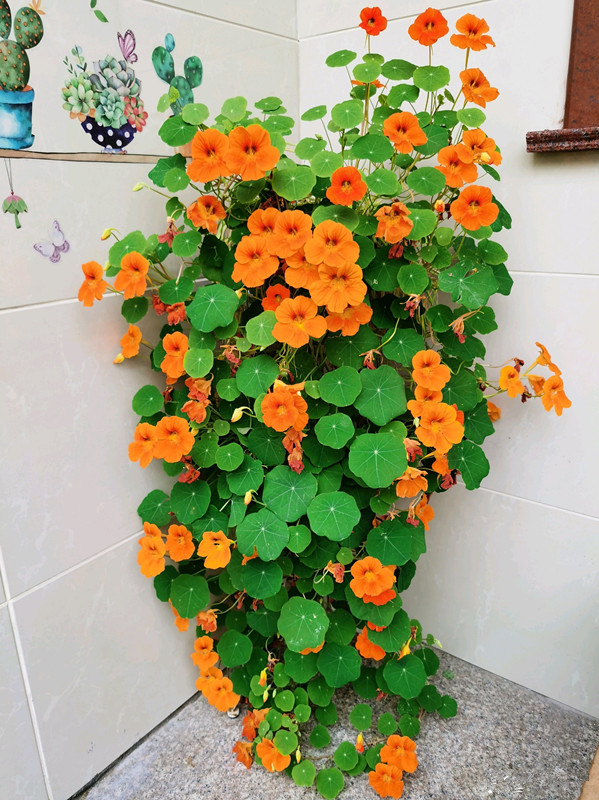 7种小型藤本植物，能在阳台上养，花量巨大，花期长，阳台变花园