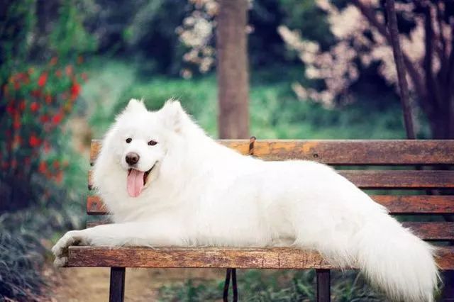 狗狗脱毛起皮屑,狗狗皮屑怎么清除