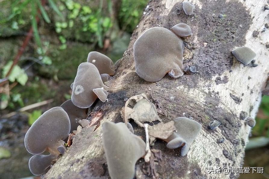 白背木耳与一般木耳有什么区别,椴木耳和黑木耳的区别