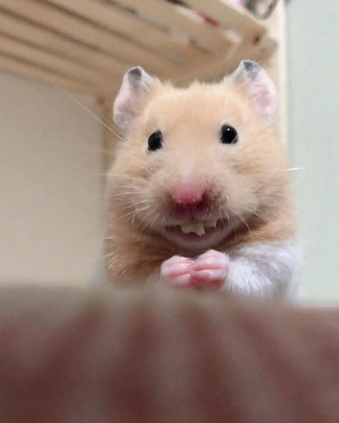 挑食仓鼠不吃磨牙棒可以吃什么,挑食的小仓鼠怎么给他做吃的