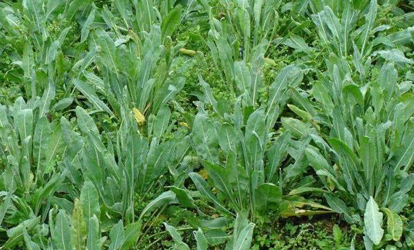 养鸡秘诀鸡感冒了,养鸡技术与鸡病的防治