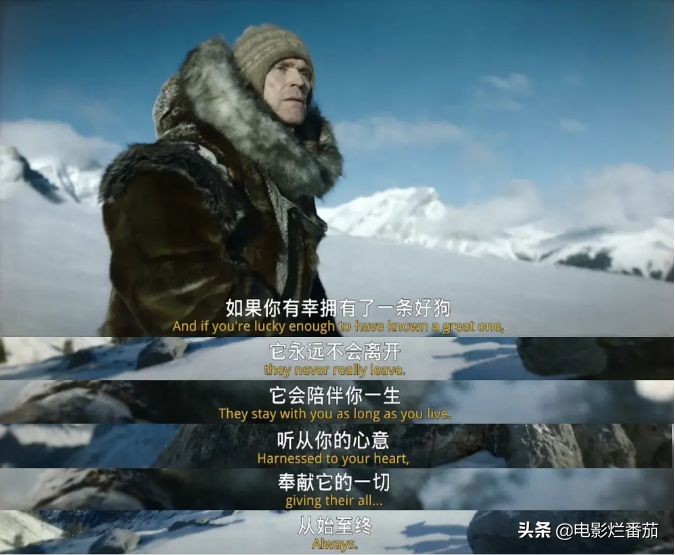 二哈多哥极限逃跑,多哥为什么跟其他哈士奇不一样