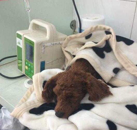 泰迪犬饮食吃什么比较好,泰迪犬饮食注意事项