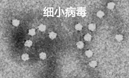 肉鸭大舌头病是怎么回事,肉鸭大舌头二十多天怎么治