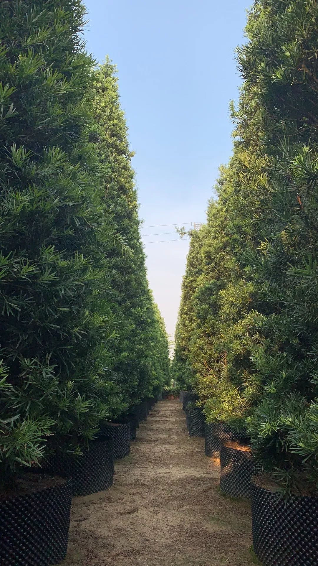 金彩罗汉松苗木,五彩罗汉松苗