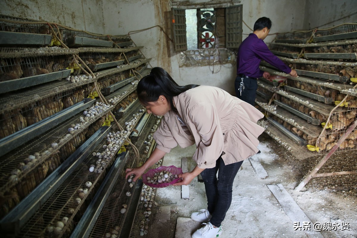 80后夫妻返乡养鹌鹑,开始在土坯房里养,如今的养殖场能养12万只