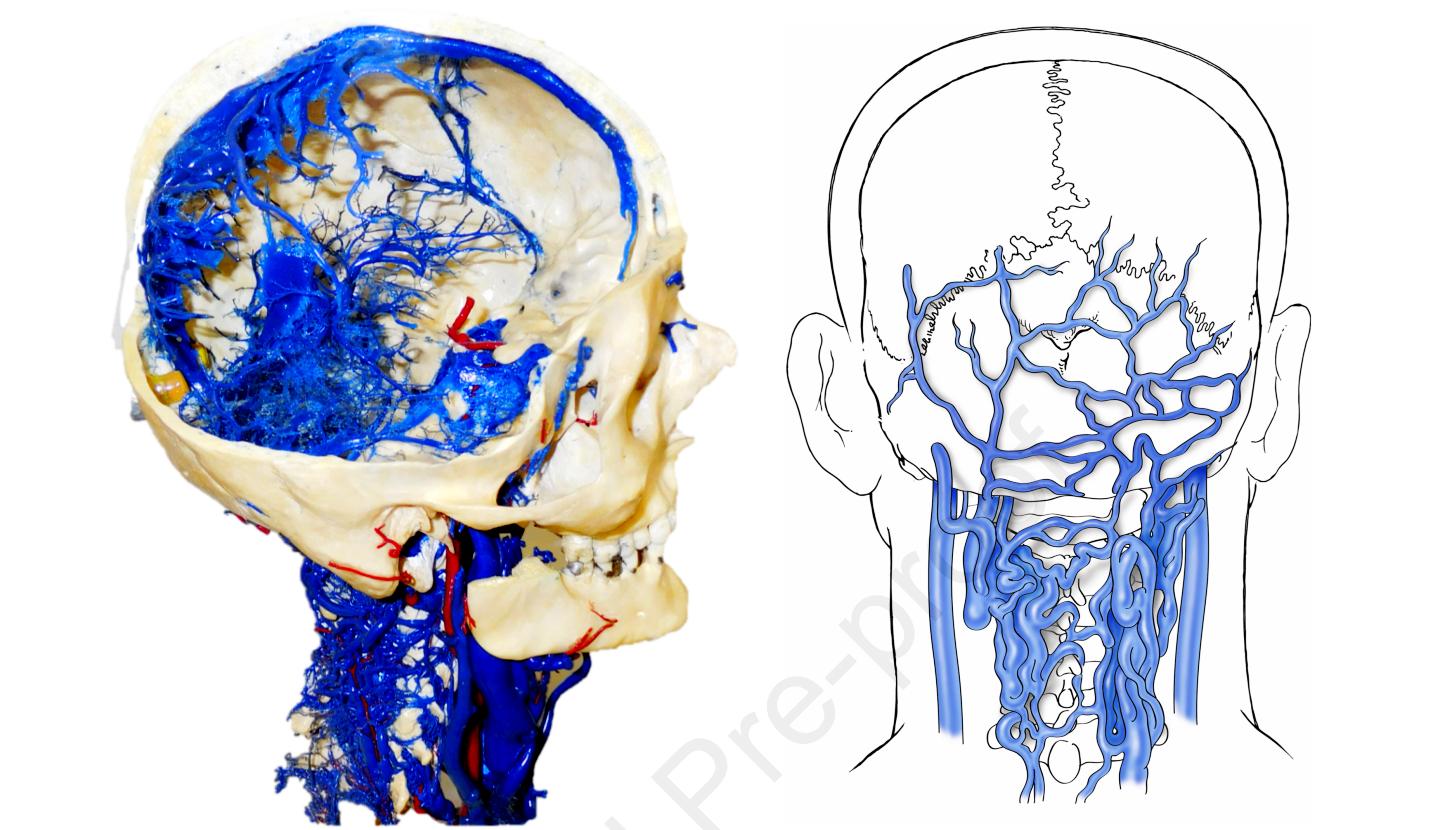 文献查阅|文献综述——椎静脉丛