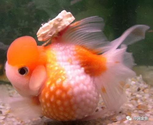 金鱼失鳔沉底怎么办,金鱼为什么养着养着就失鳔了