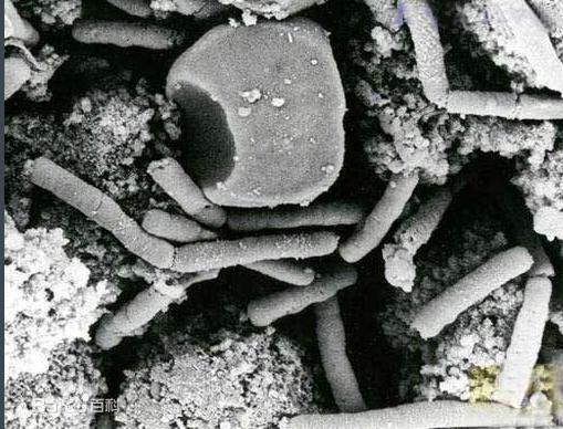 她是中国最牛生化*器武**防御专家,击退非典,炭疽化武防御领先世界