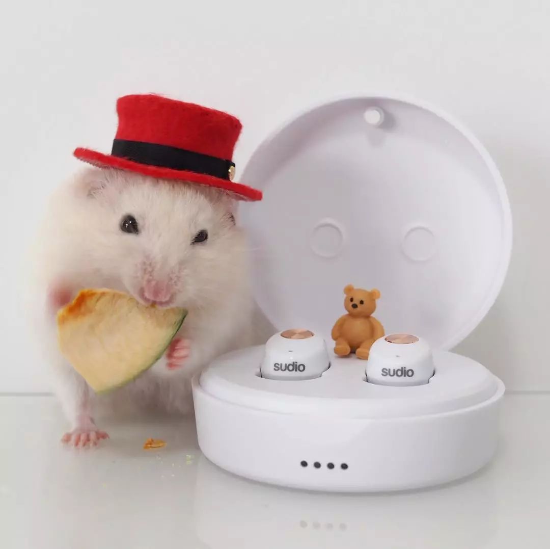 如何让仓鼠养成上厕所习惯,仓鼠用什么上厕所比较好