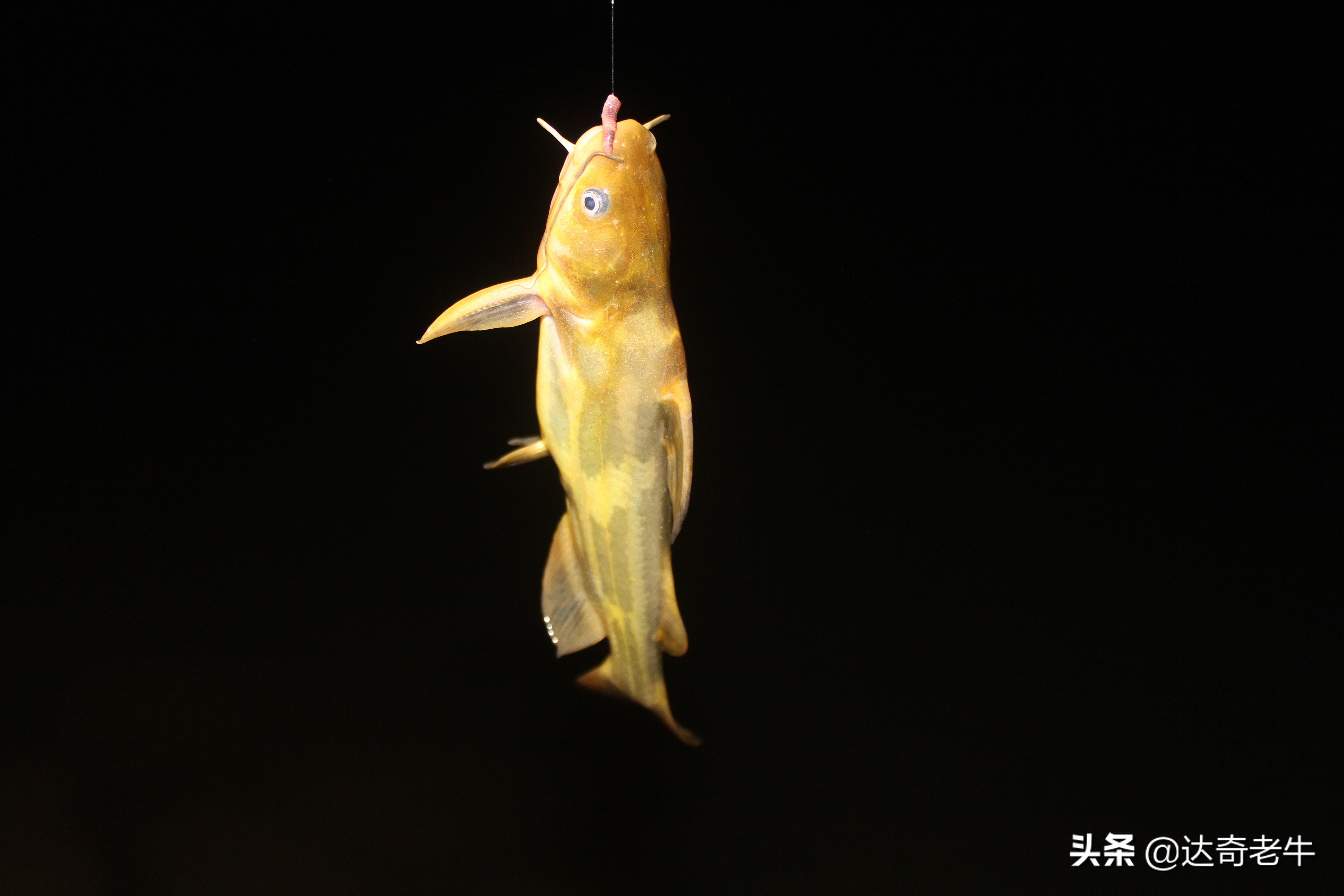 无倒刺的鱼钩怎么挂蚯蚓最好,不怕跑鱼的鱼钩