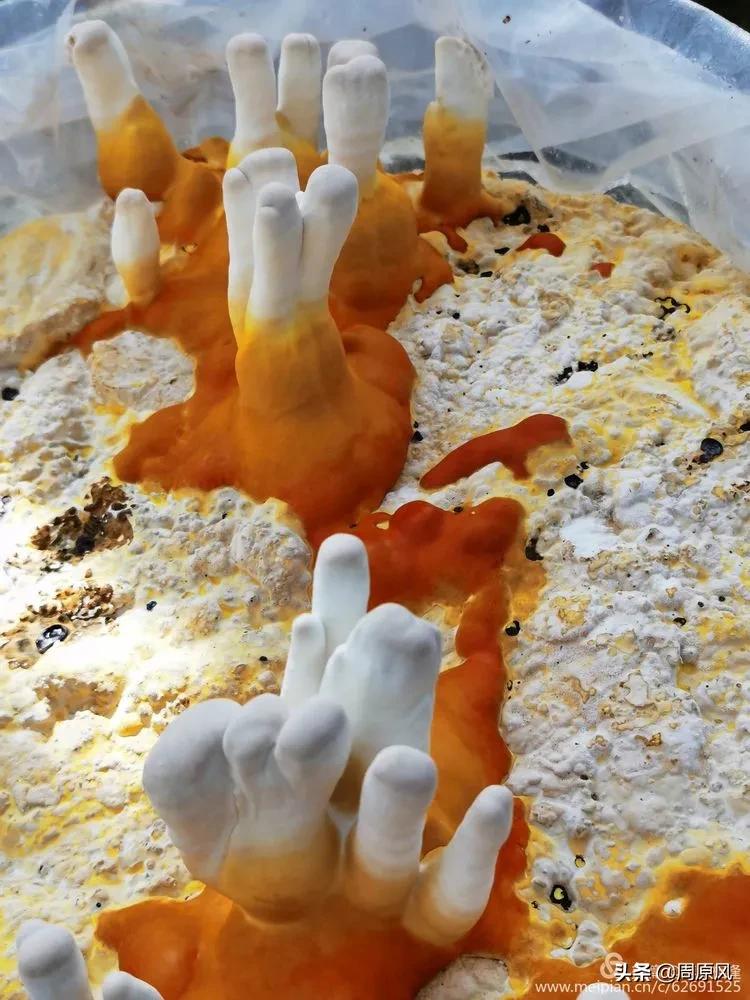 赴一场春日的邀约,五月赴一场与槐花的约会