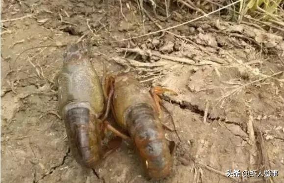 龙虾烂壳病是怎么回事,烂虾病