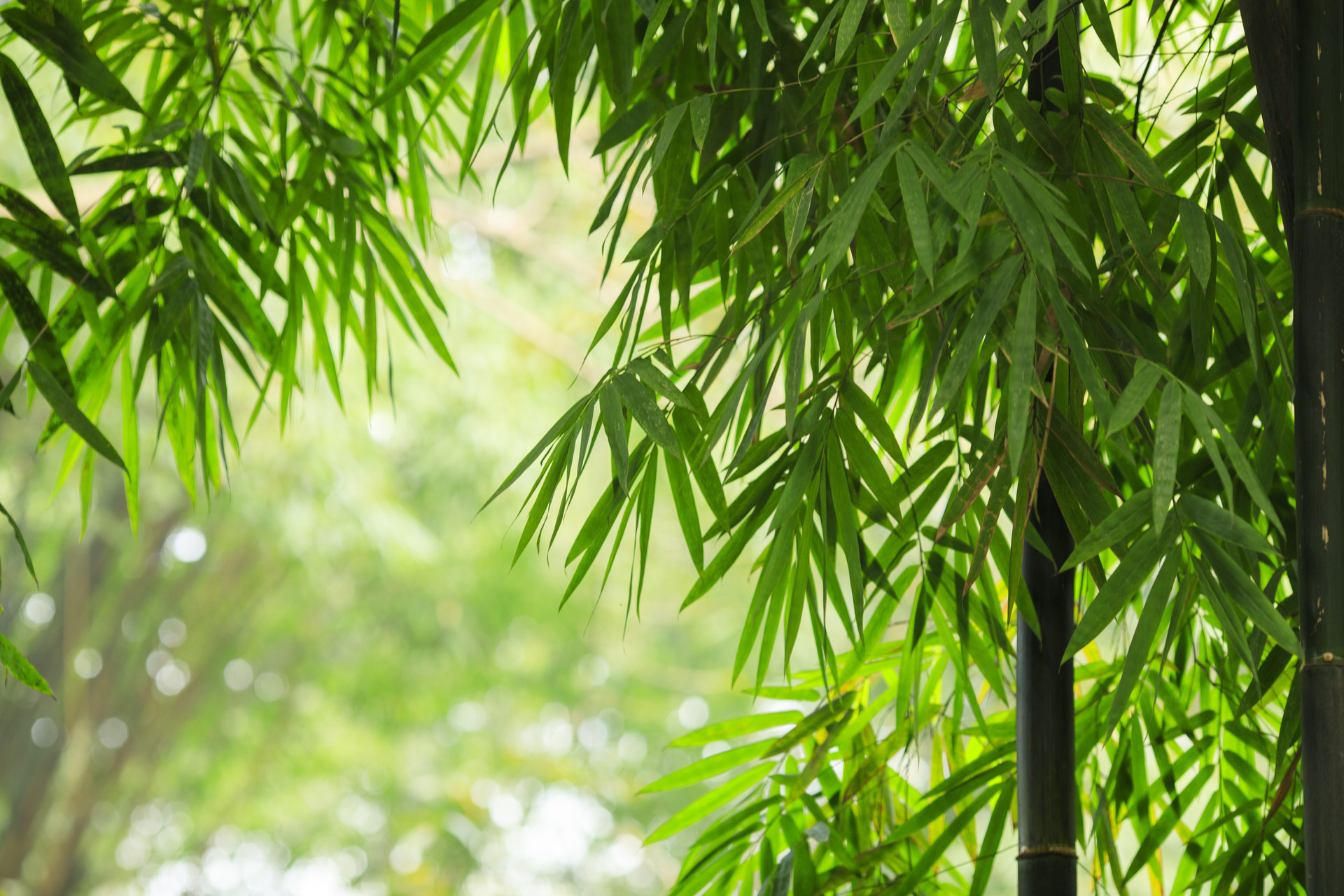 海棠春睡,只一位美人怎么比?太真妃子初出浴,西子娇妍比得无?