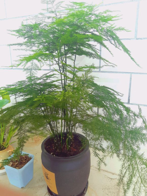 盆栽竹子怎么养活的视频,盆栽金镶玉竹子怎么养