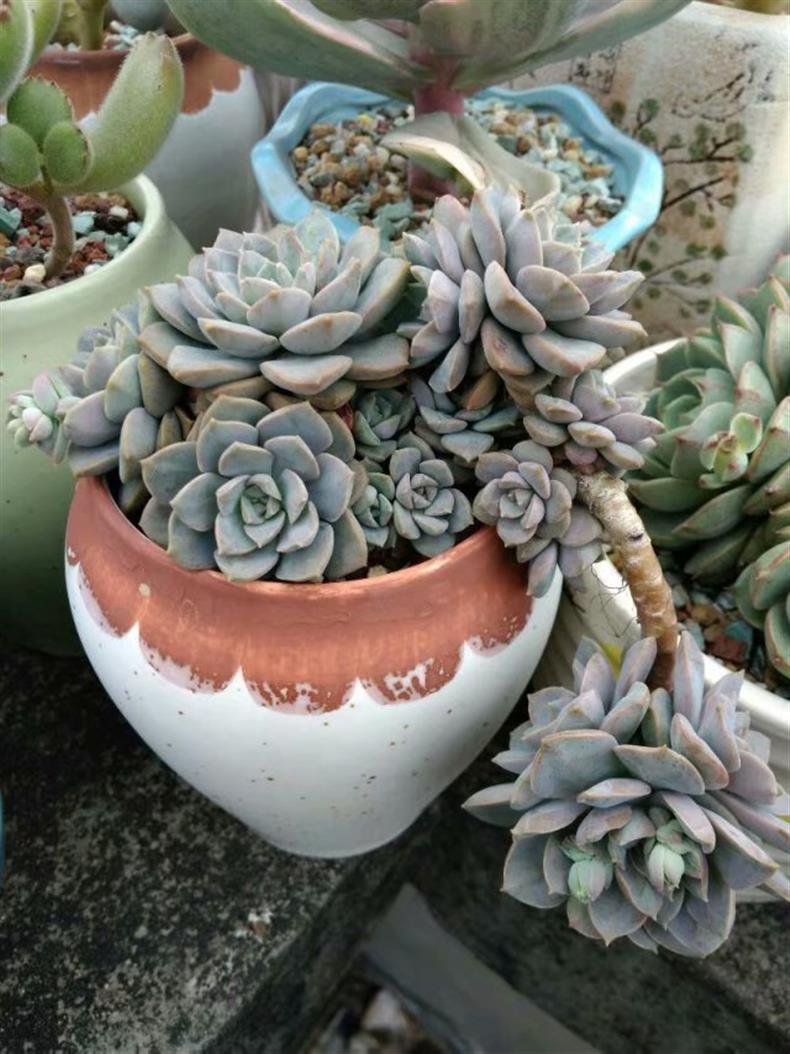 多肉老桩怎样养才粗壮,拇指盆多肉老桩