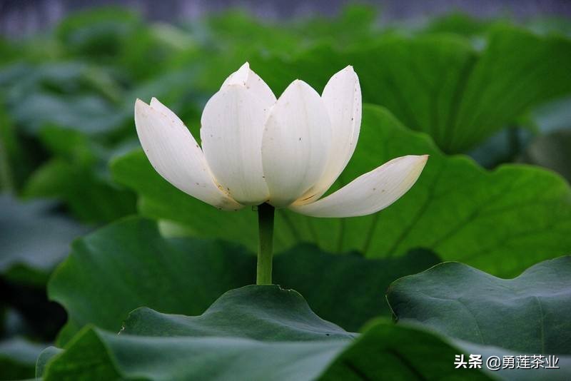 古今贤文劝学篇朗读,古今贤文增广贤文全文解读