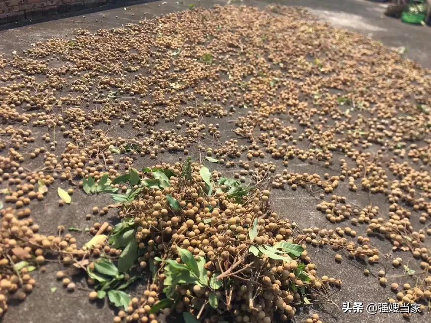 晒龙眼下雨怎么处理,晒龙眼干被雨淋应该怎么做