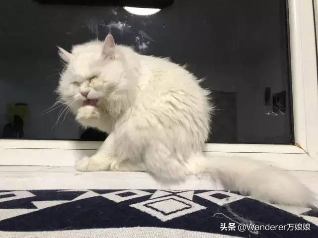 多亏这些宝藏网友，让我笑到免疫力增强