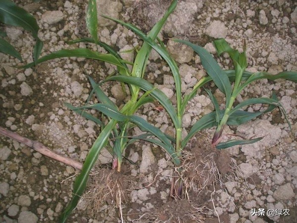 玉米红苗紫苗打什么药,玉米红苗紫苗怎么解决