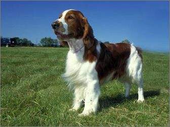 性格温顺的大型犬品种,宠物狗大型犬都有哪些品种