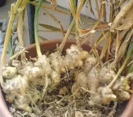 生姜盆栽方法大全,生姜盆栽可以多次收获