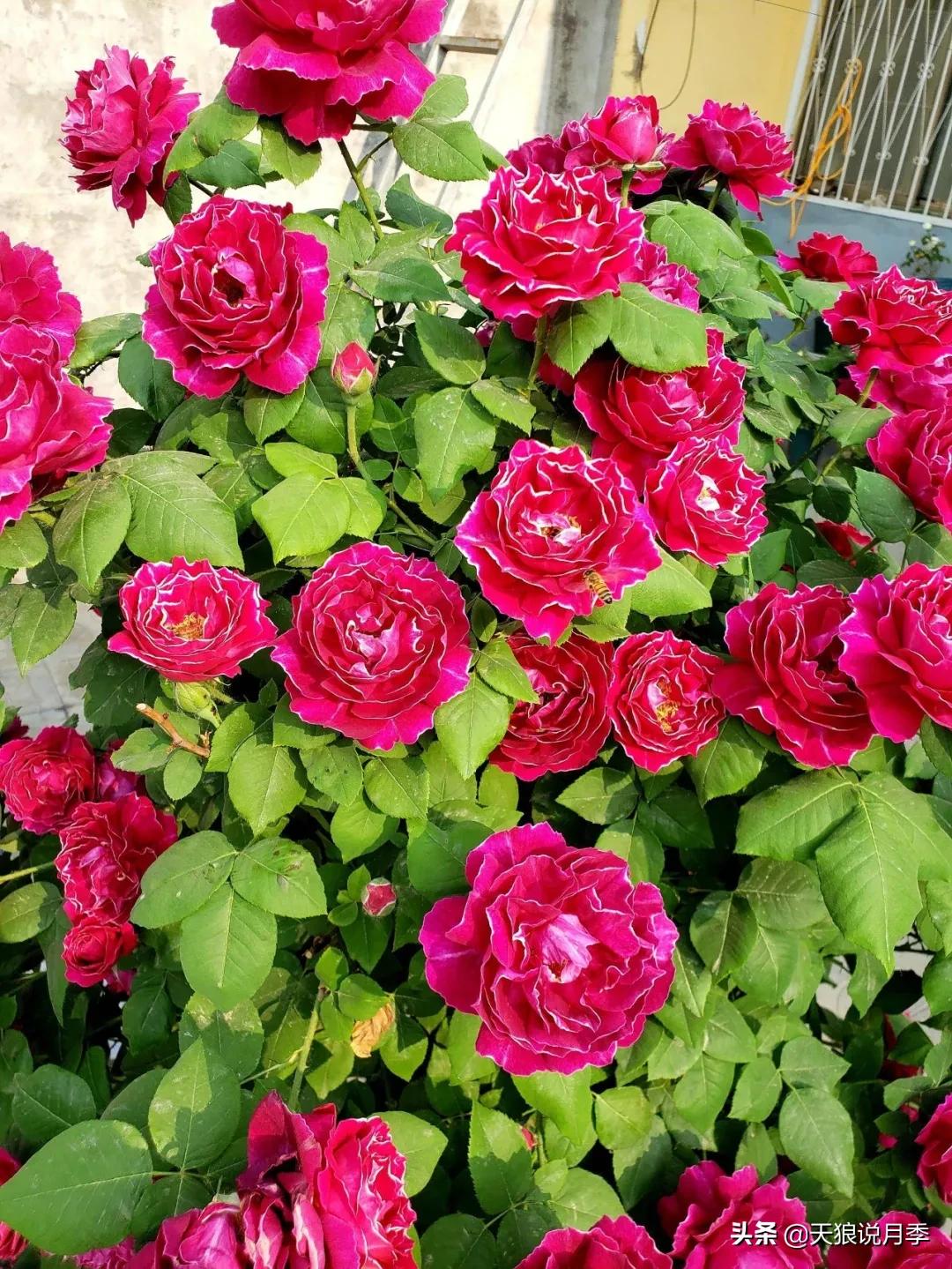 圆滚滚的绣球，瀑布般的花墙，这届花友也太会种花了吧