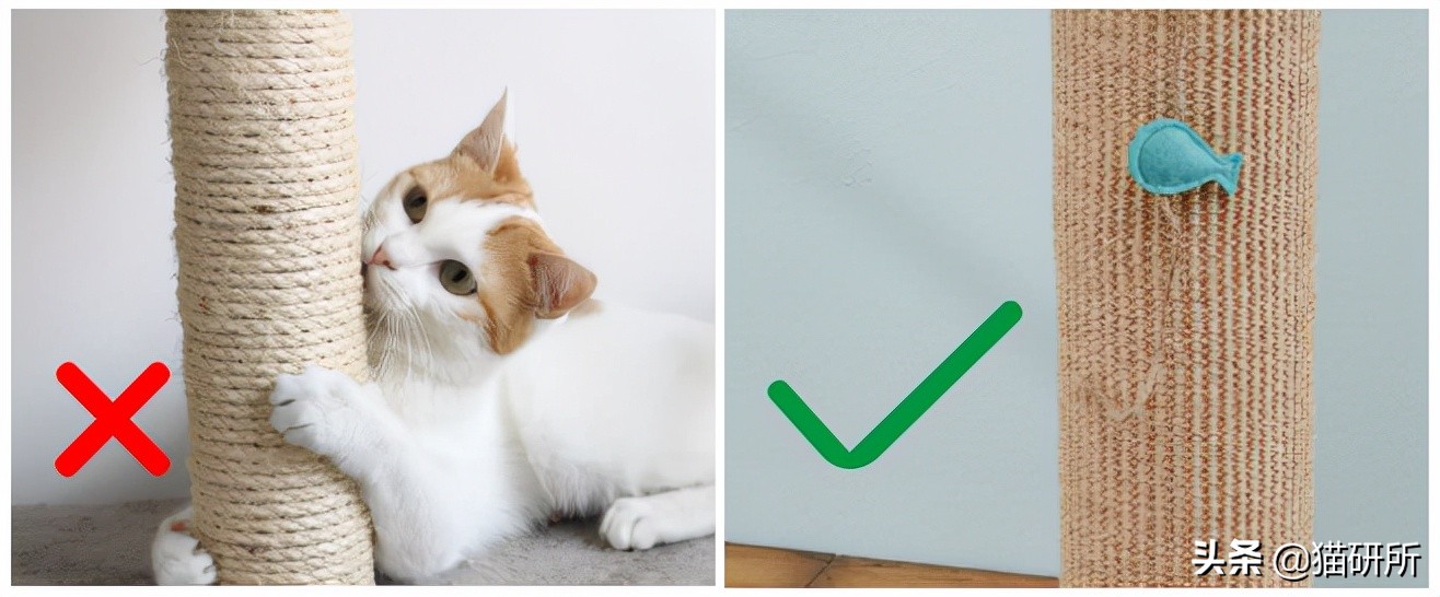 怎么惩罚猫咪挠沙发,猫咪不会挠坏的沙发