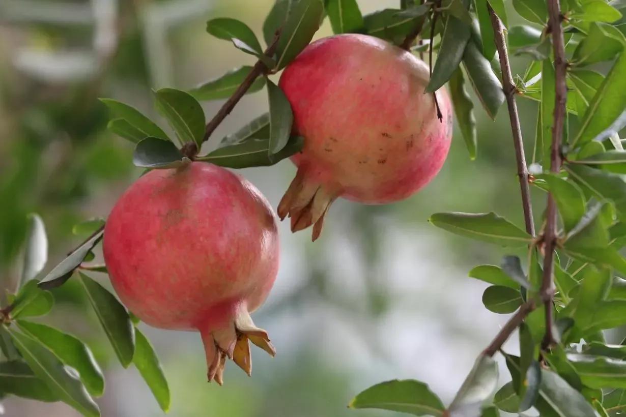 七夕节吃什么好吃的,七夕节的特色食物