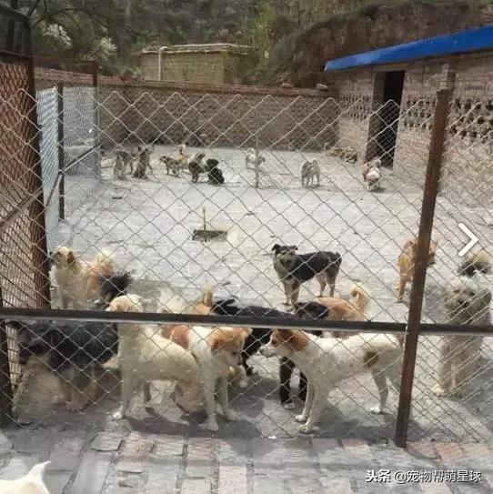 博美小狗被打视频,人们暴打博美犬