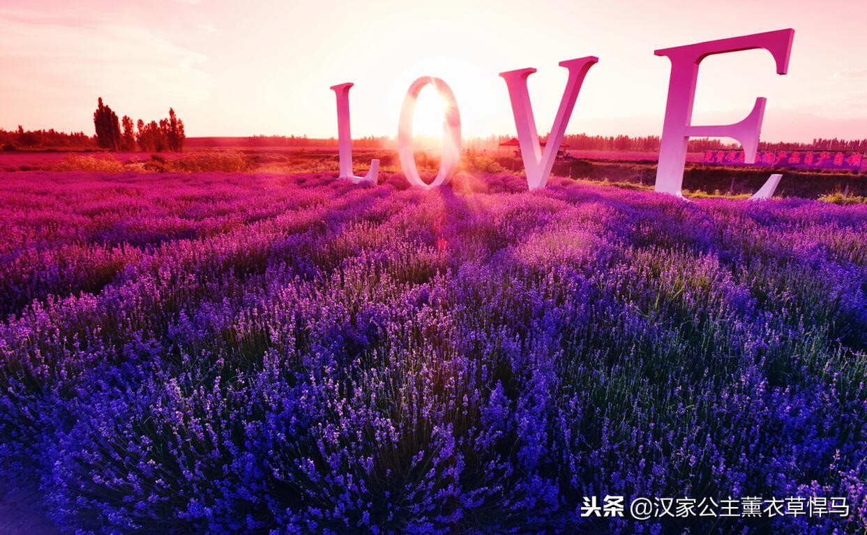 薰衣草一年生植物怎么养,衣草生长在什么季节最好养