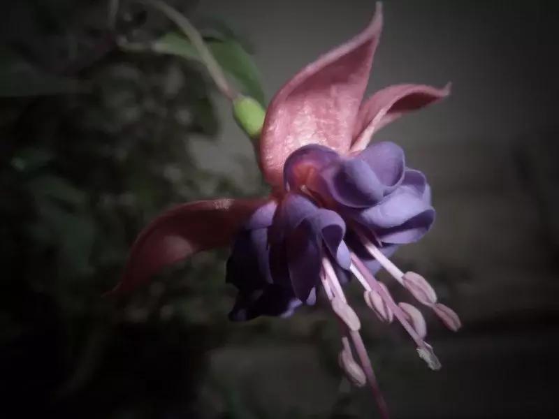 惊艳倒挂金钟,惊艳倒挂金钟图片