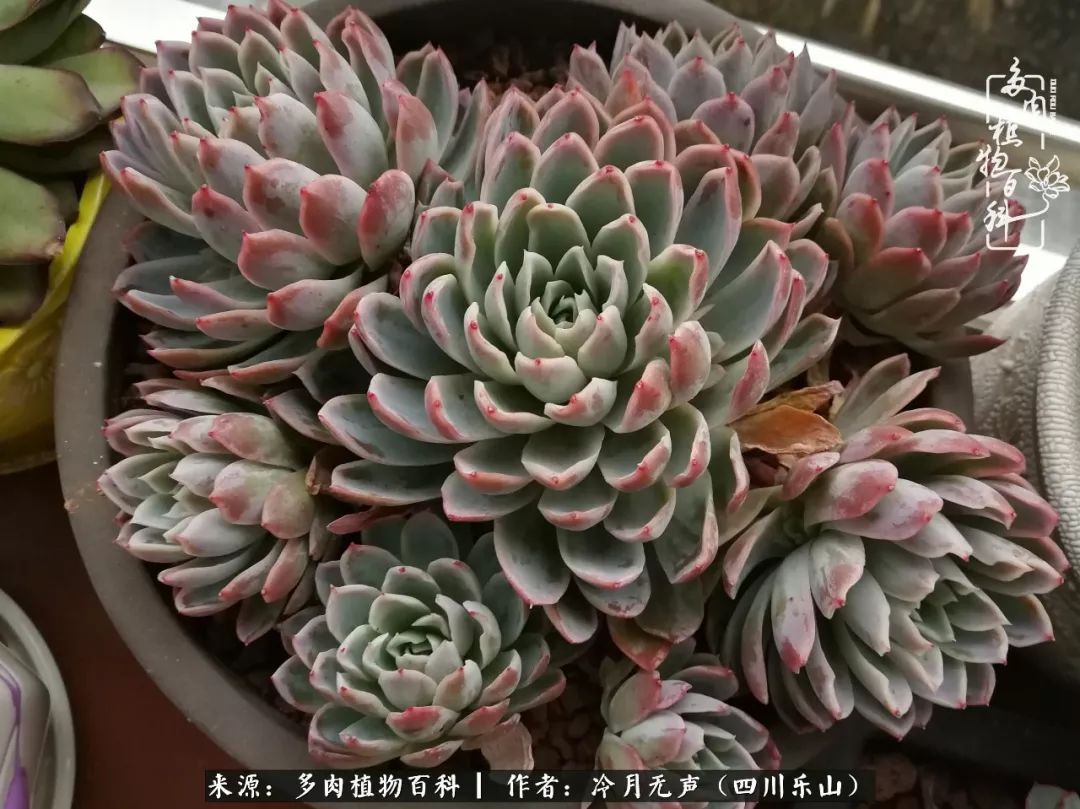 时光见证多肉故事,关于多肉的故事