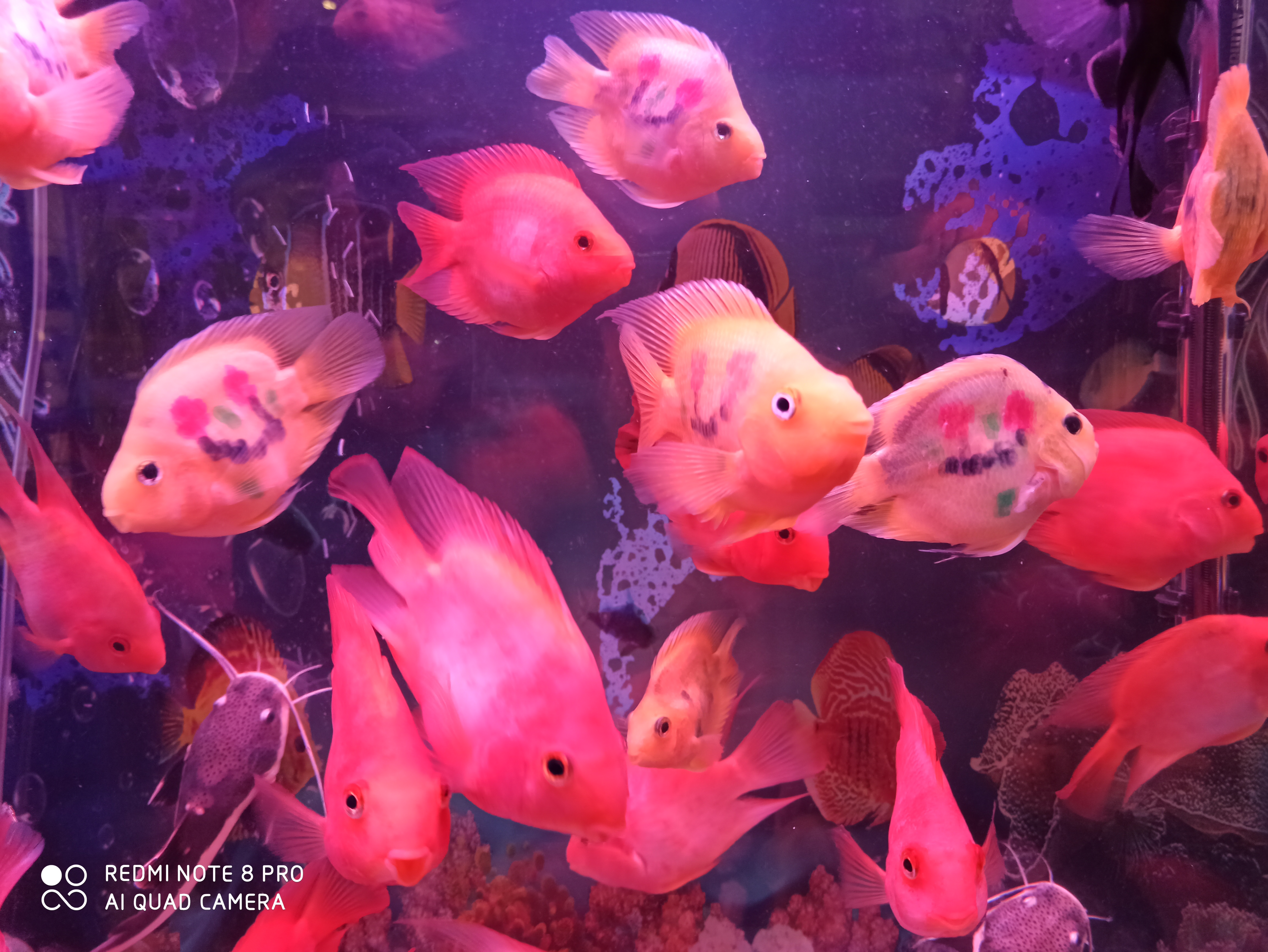 颜色艳丽便宜的热带鱼,热带鱼怎么买呀